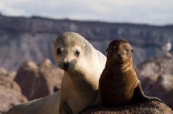Mother and baby Sea Lion by Vincent Kneefel 